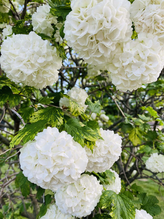 Gardens of Life