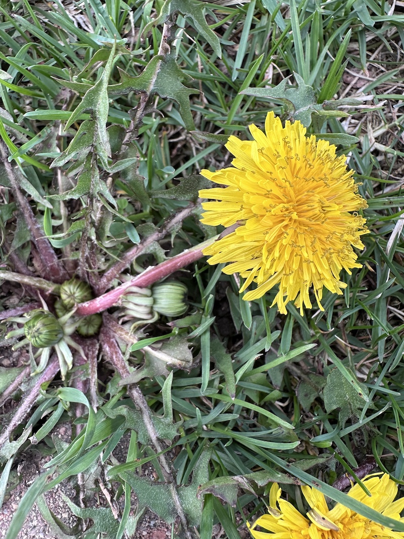 Among the Dandelions